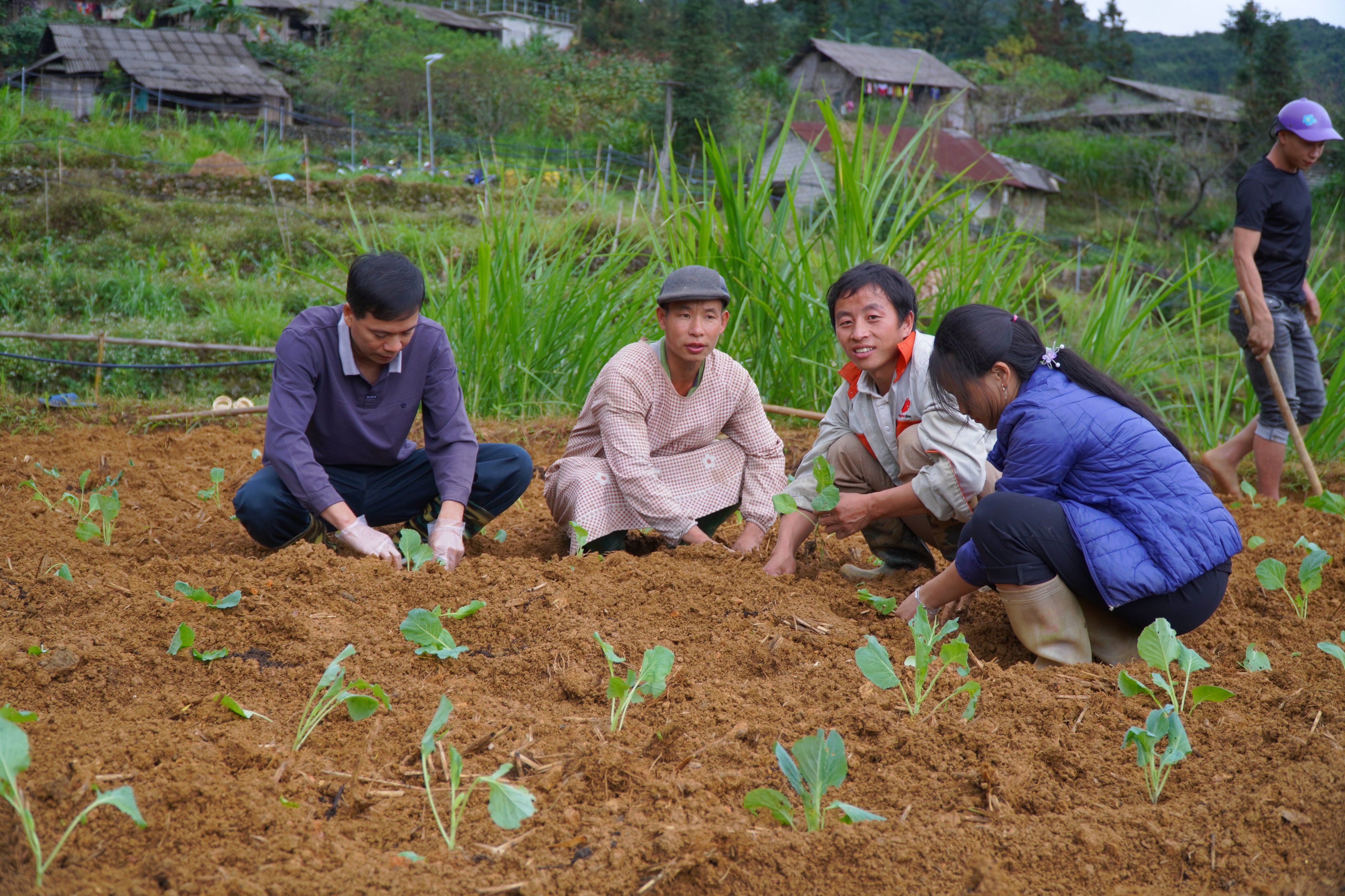 Đồng chí Bí thư Huyện ủy tham gia cùng nhân dân trồng cây rau vụ Đông