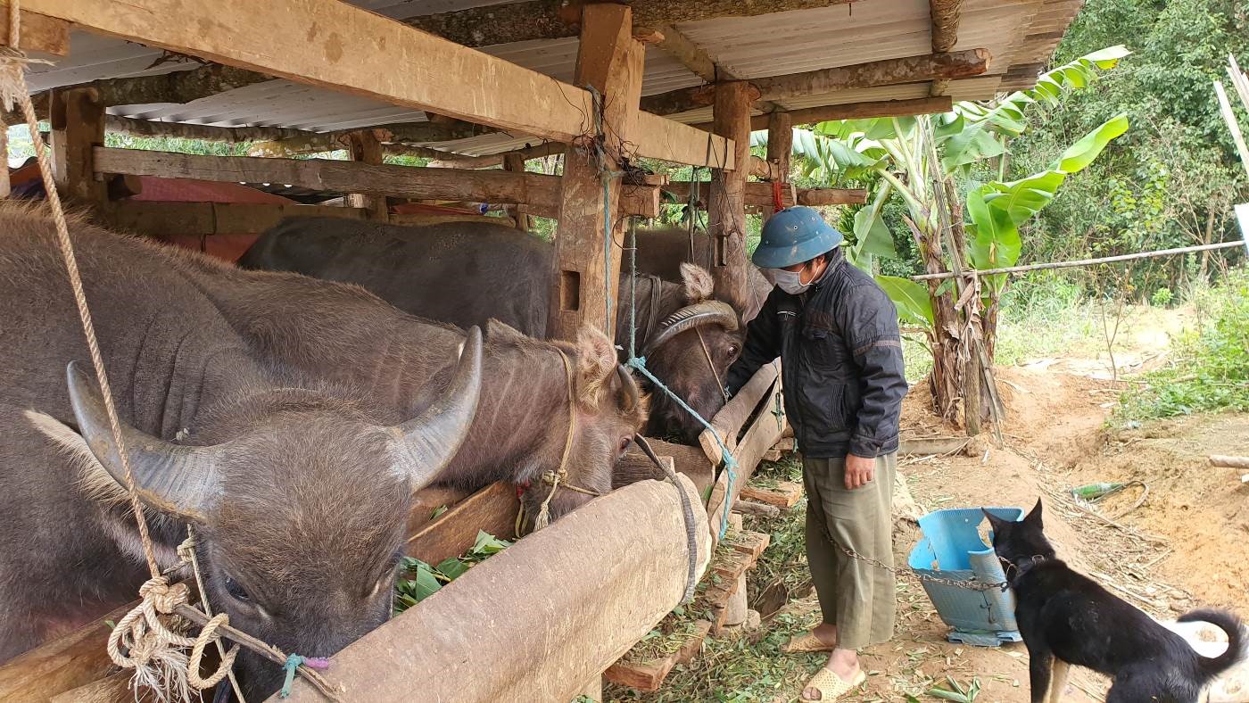 Xã Niêm Sơn chủ động phòng, chống đói, rét cho gia súc