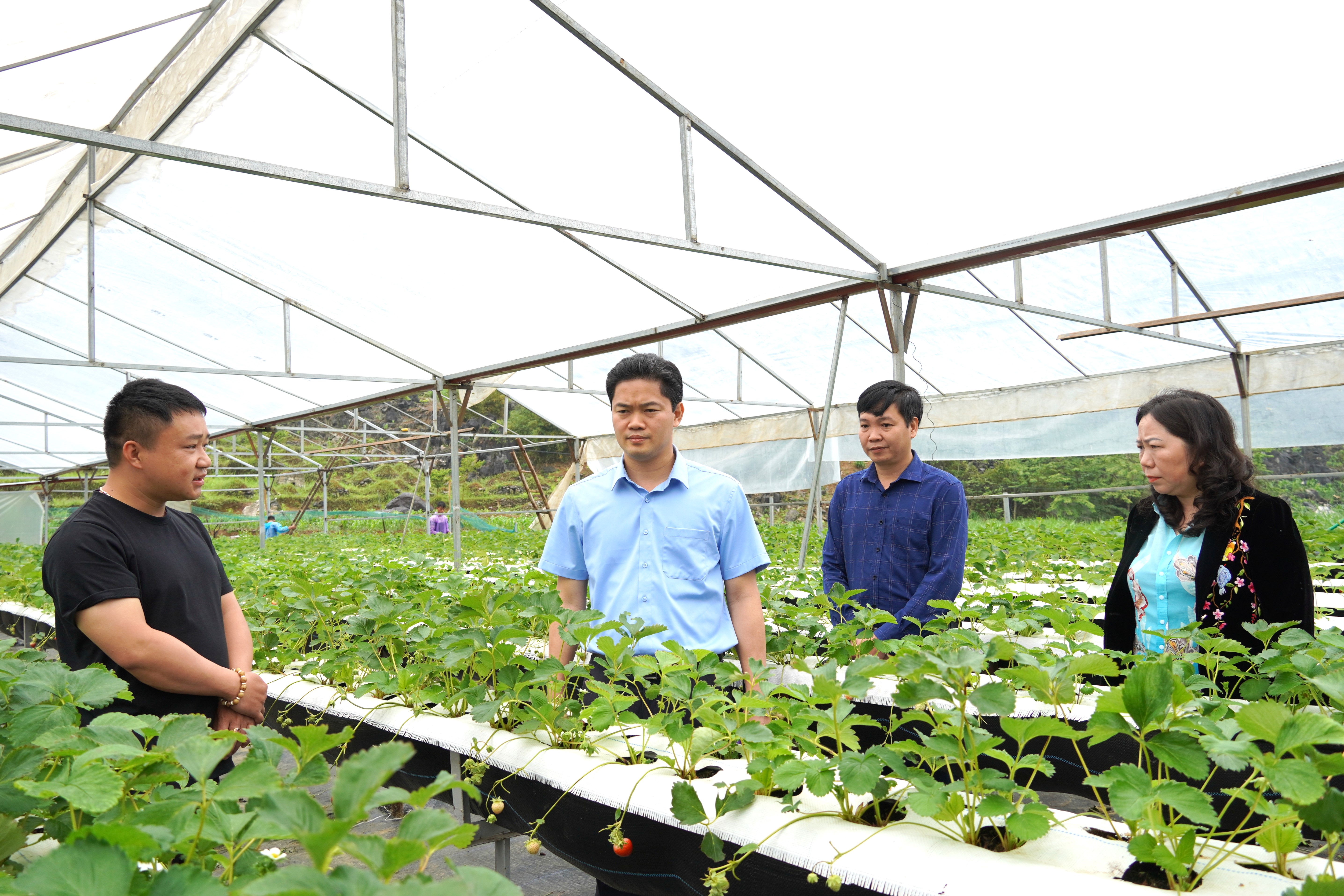 Trưởng ban Tuyên giáo Tỉnh ủy Vũ Mạnh Hà kiểm tra, giám sát công tác cải tạo vườn tạp tại huyện Mèo Vạc